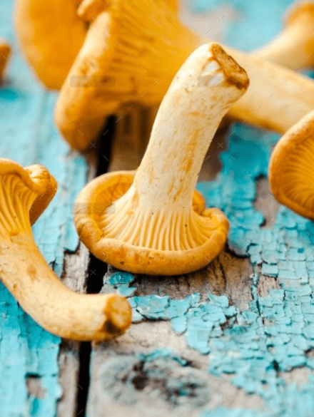 demo-attachment-1548-fresh-chanterelle-mushrooms-on-a-wooden-P5YD4CZ@2x